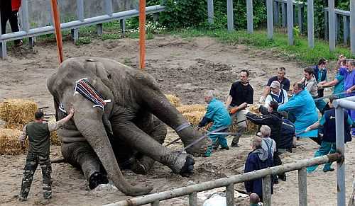 У Верховній раді врешті-решт звернули увагу на Київський зоопарк