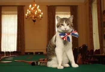 Девід Камерон захищає свого кота