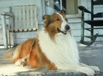 Собака Лессі стала приводом для судового позову