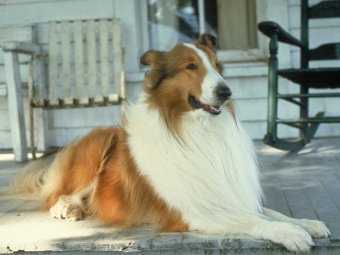 Собака Лессі стала приводом для судового позову