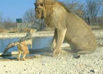 Сміливий шакал удостоївся головного призу від BBC