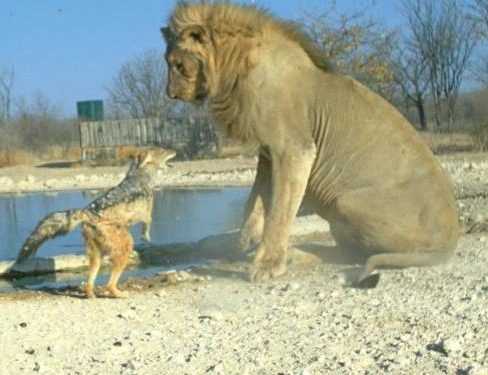 Сміливий шакал удостоївся головного призу від BBC