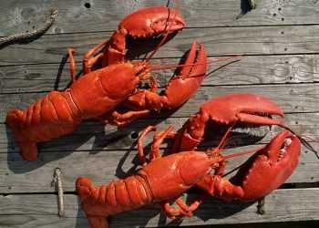 Поліція затримала вбивцю омарів