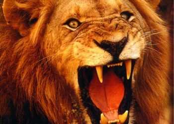 Британців замкнули в поїзді через загрозу нападу лева