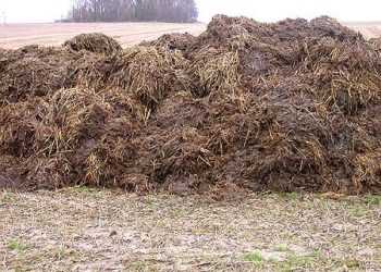 Білоруський механізатор викрав понад 18 тонн гною