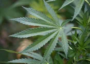 Половина населення США схвалює легалізацію марихуани