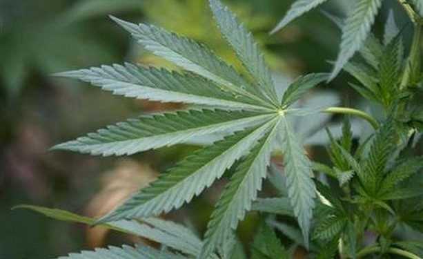 Половина населення США схвалює легалізацію марихуани