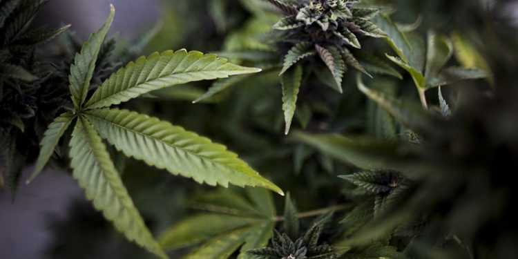 Тисячі німців попросили Меркель легалізувати марихуану