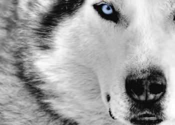 Вовк-мандрівник подорожує Америкою