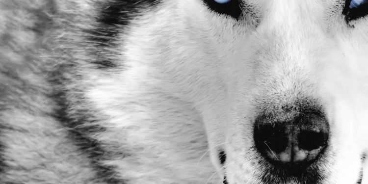 Вовк-мандрівник подорожує Америкою