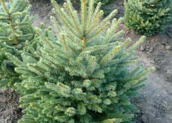 Новорічна ялинка в Києві коштуватиме 40 гривень