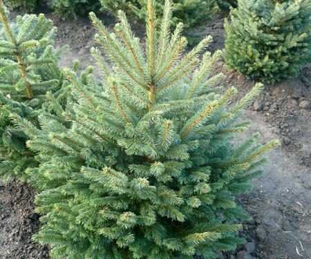 Новорічна ялинка в Києві коштуватиме 40 гривень