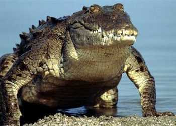 Обаму застрахували від атаки крокодилів