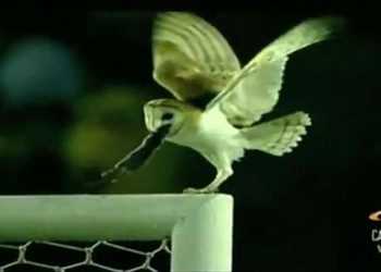 Несподівані гості