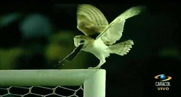 Несподівані гості