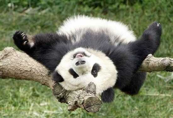 Чай, заварений на фекаліях панди