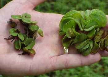 Бразильська водяна папороть