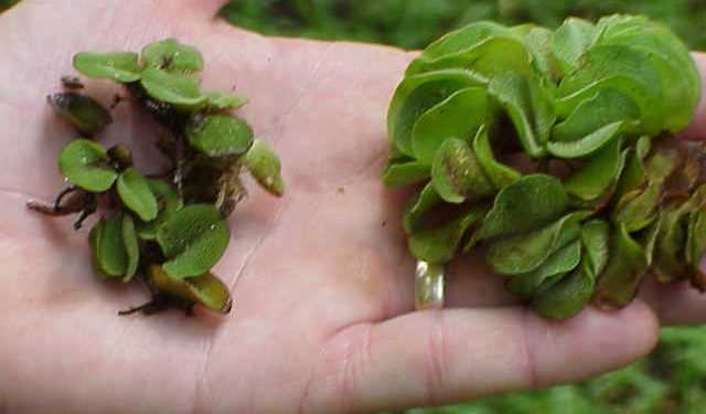 Бразильська водяна папороть