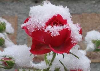 В Україну прийде перший сніг