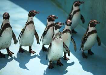 У Канаді пінгвінів-геїв змусять бути гетеросексуалами