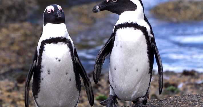 У Канаді пінгвінів-геїв змусять бути гетеросексуалами
