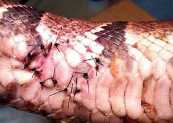 Чоловіка заарештували за те, що він покусав змію