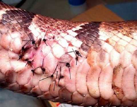 Чоловіка заарештували за те, що він покусав змію