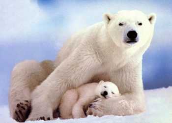 Стартувала акція «усинови білого ведмедя»