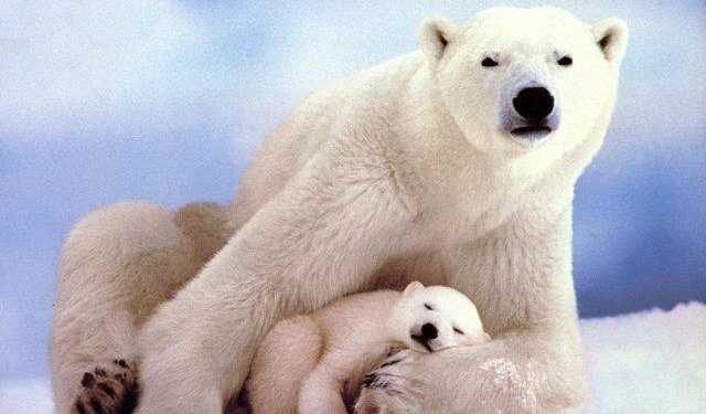 Стартувала акція «усинови білого ведмедя»