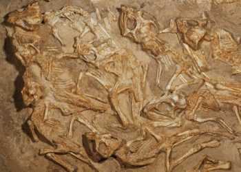 Вперше виявлено гніздо з скам'янілими рештками дитинчат динозавра