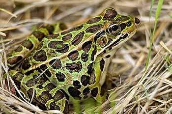 За стрибучість жаб відповідає катапульта