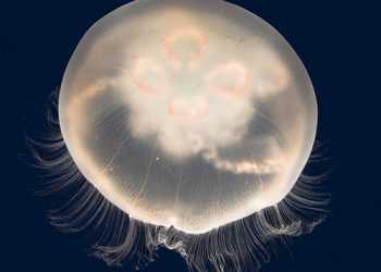 Вчені створили робота-медузу