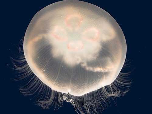 Вчені створили робота-медузу