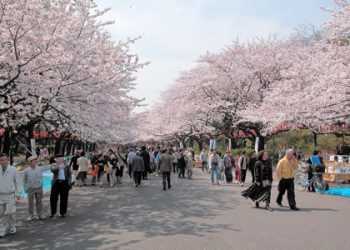 Напередодні Дня Подяки та Різдва в Нью-Йорку несподівано зацвіла сакура
