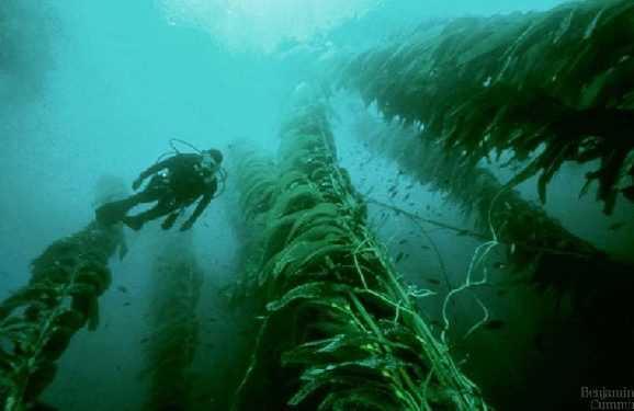 Водорості альтернативне паливо