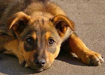 В Україні побудують нові притулки для собак