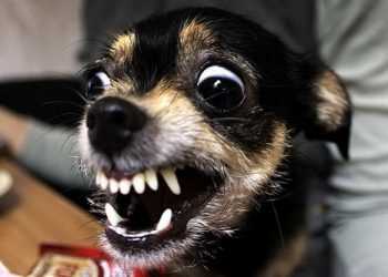 Cобакам заборонили довго гавкати