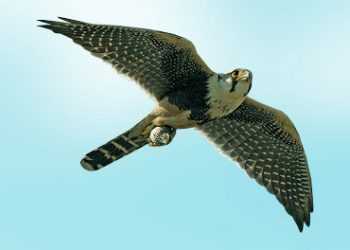 У Петропавловську-Камчатському виявлено 14 рідкісних соколів, спійманих браконьєрами