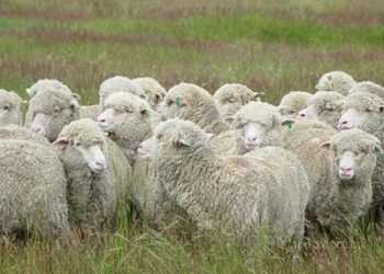 Цікаві досліди на тему «стадного інстинкту»