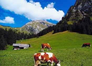 У Швейцарських Альпах заборонено гуляти без одягу