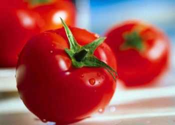 Імпортні овочі будуть коштувати дешевше українських