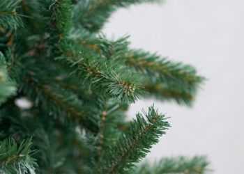 Поради по догляду за ялинкою