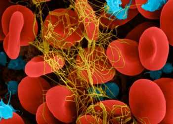 З тромбами будуть боротися за допомогою наночасток