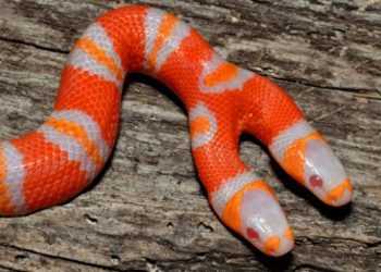 Двоголова змія народилася у Флоріді