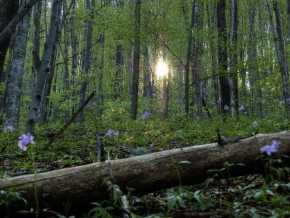 3-річного малюка шукали в лісі десятки міліціонерів та жителів села