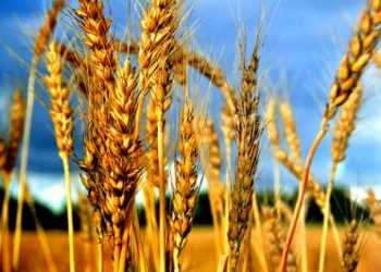 Про що домовилися аграрії з урядом: версія міністра