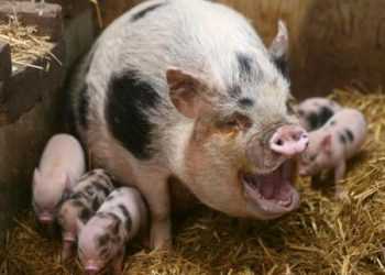 В Україну заборонили імпорт свинини із Грузії, Азербайджану та п’яти округів РФ