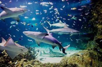 В Анталії будують 130-метровий акваріум