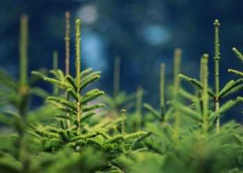 Вчені: Свіжозрубана ялинка шкідлива для здоров’я через грибок