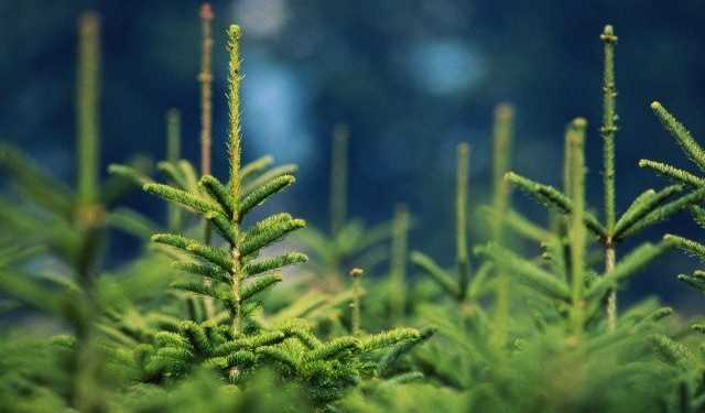 Вчені: Свіжозрубана ялинка шкідлива для здоров’я через грибок